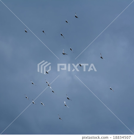 Doves in the Sky Doves in the Sky 18834507