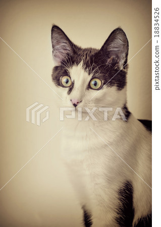 Black and White Cat 18834526