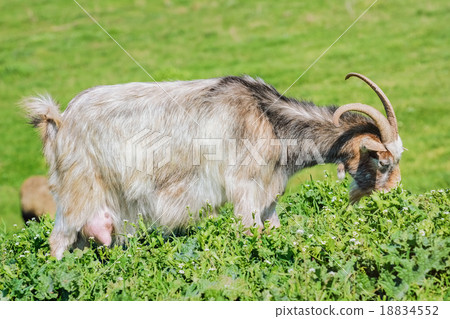 A Nanny Goat A Nanny Goat 18834552