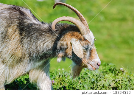 Portrait of Nanny Goat Portrait of Nanny Goat 18834553