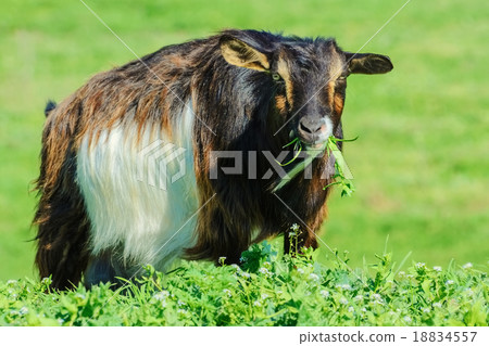 A Billy Goat A Billy Goat 18834557