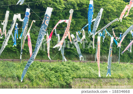 Koi Nobori carp wind socks hanging on a row Koi Nobori carp wind socks hanging on a row 18834668