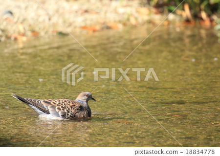 Living beings Birds Pheasant butter is not duck. Taking a bath in the park's pond 18834778