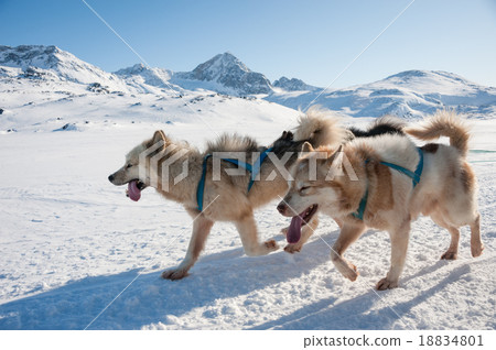 Greenland sled dogs at work 18834801
