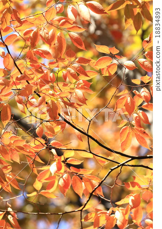 自然植物zelkova，秋天顏色各種各樣的顏色，但橙色顏色突出充滿活力 18834893