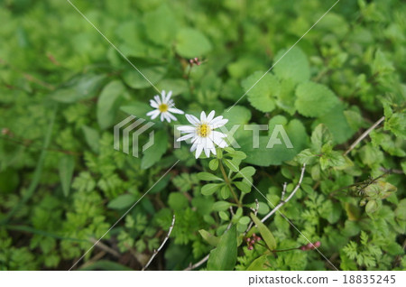 野草 18835245