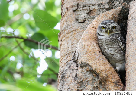 Spotted owlet in nature, Thailand Spotted owlet in nature, Thailand 18835495