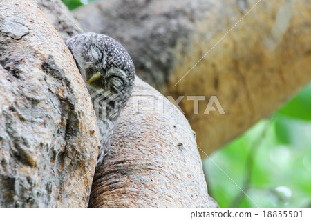 Spotted owlet in nature, Thailand 18835501