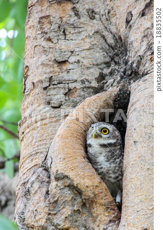 Spotted owlet in nature, Thailand Spotted owlet in nature, Thailand 18835502
