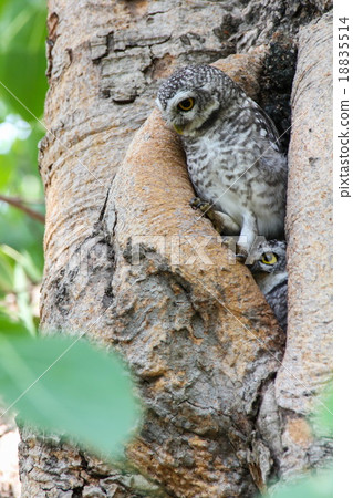 Spotted owlet in nature, Thailand 18835514