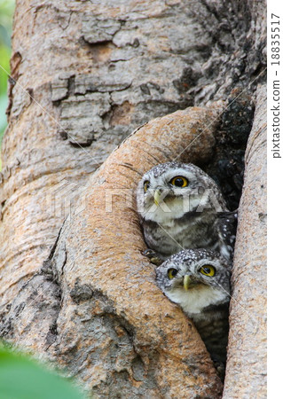 Spotted owlet in nature, Thailand 18835517