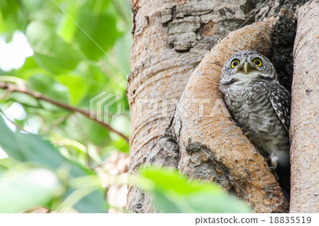 Spotted owlet in nature, Thailand 18835519