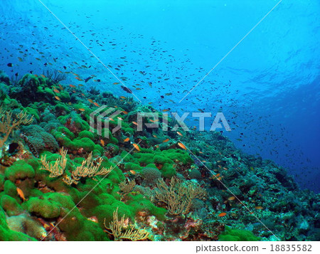 Gorogonosaki Blue Corner 1 18835582