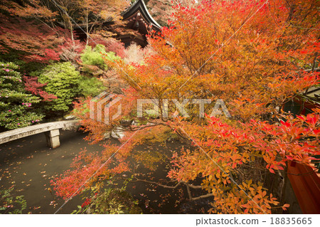 Autumn leaves garden Autumn leaves garden 18835665