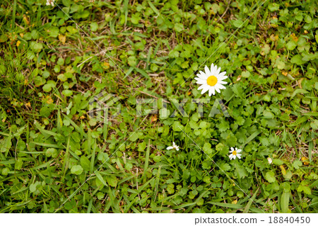 White flowers blooming on the roadside 18840450
