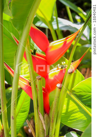 Heliconia Heliconia 18840481