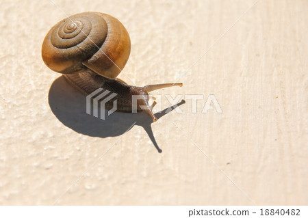 Snail and shadow on concrete floor Snail and shadow on concrete floor 18840482