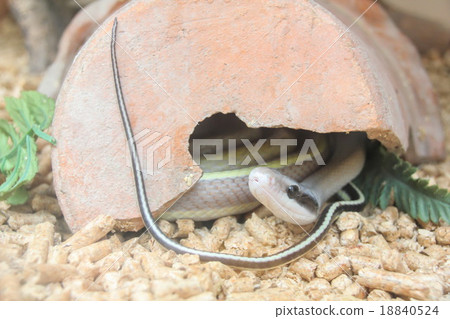 Cave Dwelling Snake (Elaphe taeniura ridleyi) 18840524