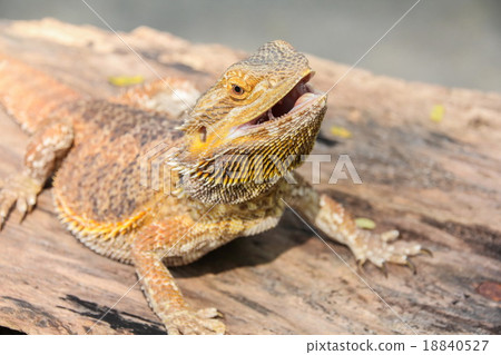Central bearded dragon 18840527