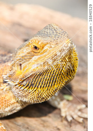 Central bearded dragon Central bearded dragon 18840529
