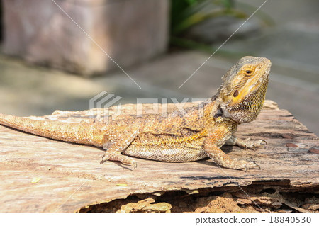 Central bearded dragon Central bearded dragon 18840530