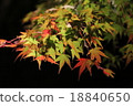 Autumn leaves light up 1 18840650