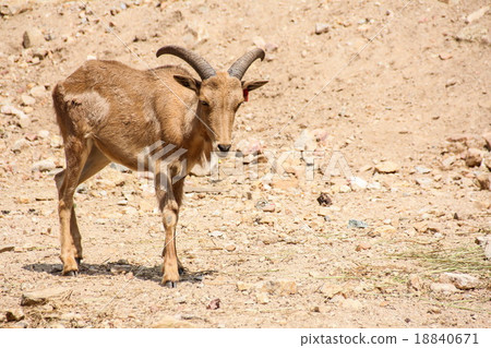 Barbary sheep Barbary sheep 18840671