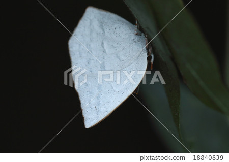 Living thing insects leek beetle, large sized birds with presence. White stands out when it is stopped Living thing insects leek beetle, large sized birds with presence. White stands out when it is stopped 18840839