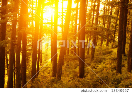 Pine forest with golden sunlight Pine forest with golden sunlight 18840967