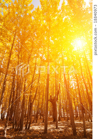 Aspen Trees in fall seasons 18840973