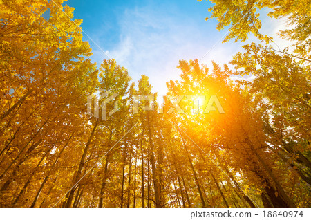 Aspen Trees in autumn seasons 18840974