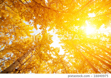 Fall Aspen Trees 18840975