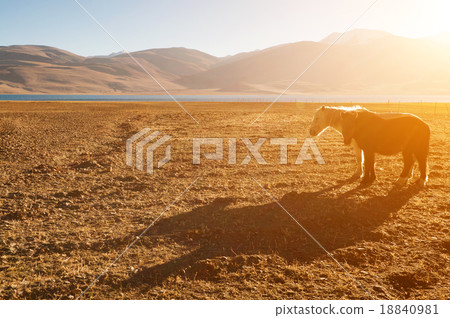Horses at Tsomoriri lake Horses at Tsomoriri lake 18840981