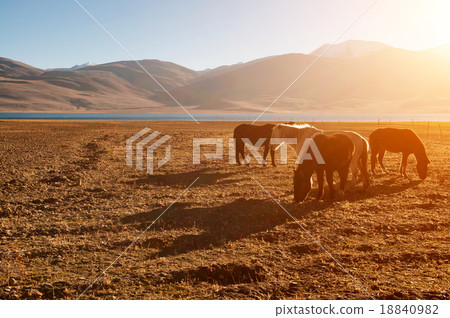 Horses eating 18840982