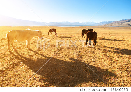 Horses eating at grass land Horses eating at grass land 18840983
