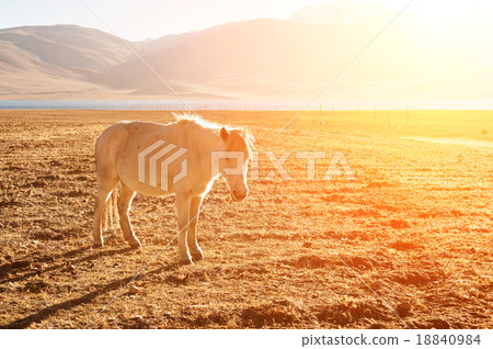 Horse at grass land Horse at grass land 18840984