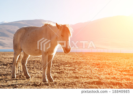 Horse in sunrise 18840985