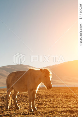 Horse in beautiful sunrise Horse in beautiful sunrise 18840986
