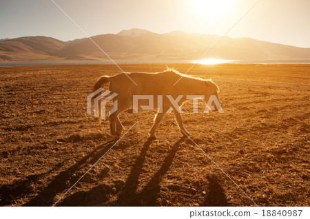 Horse in golden sunrise 18840987