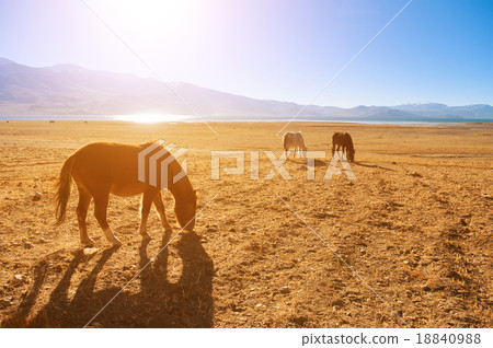 Horses in sunrise, Tsomoriri, India Horses in sunrise, Tsomoriri, India 18840988