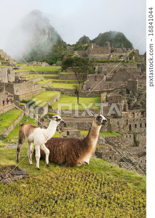 Llama at Machu Picchu, Peru Llama at Machu Picchu, Peru 18841044
