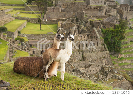 Llama at Machu Picchu, Peru Llama at Machu Picchu, Peru 18841045