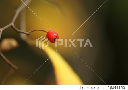 天然植物Kamatsuka，紅色事實是它甜美可口。只有一個人離開了。 18841160