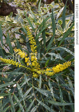 十大功勞花 18841165