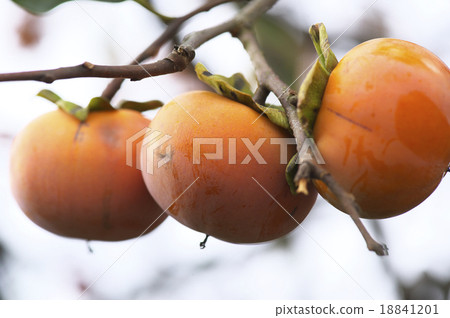 persimmon persimmon 18841201