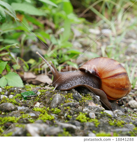 The snail crawling on ground in a garden. 18841288