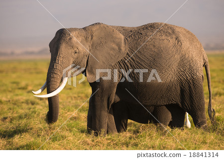 african elephant in the wild 18841314