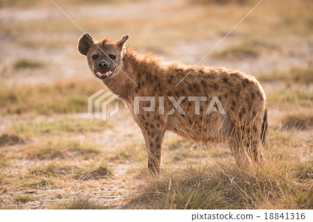 The spotted hyena (Crocuta crocuta) 18841316