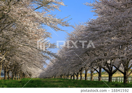 水澤賽馬場櫻花行 水澤賽馬場櫻花行 18841592
