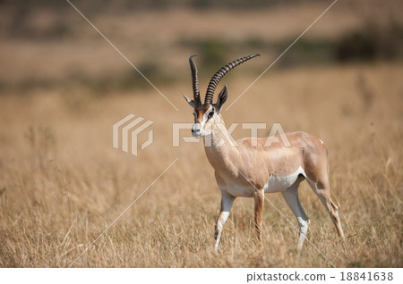 Grant's gazelle (Nanger granti) in the wild Grant's gazelle (Nanger granti) in the wild 18841638